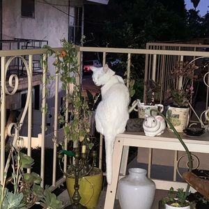 Meet your Posher, Lizzie